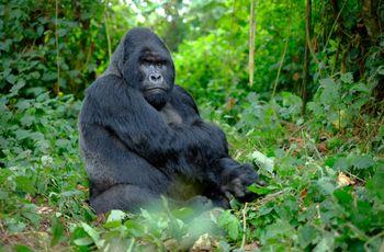 Schimpanse in uganda