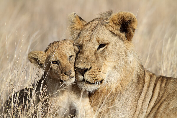 Lions in the Ngorongoro Crater, Tanzania