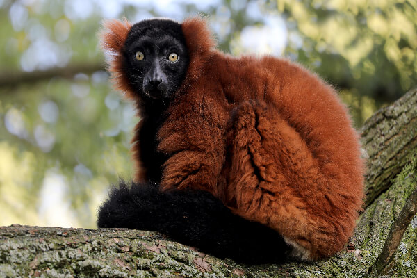 lemur in Madagascar
